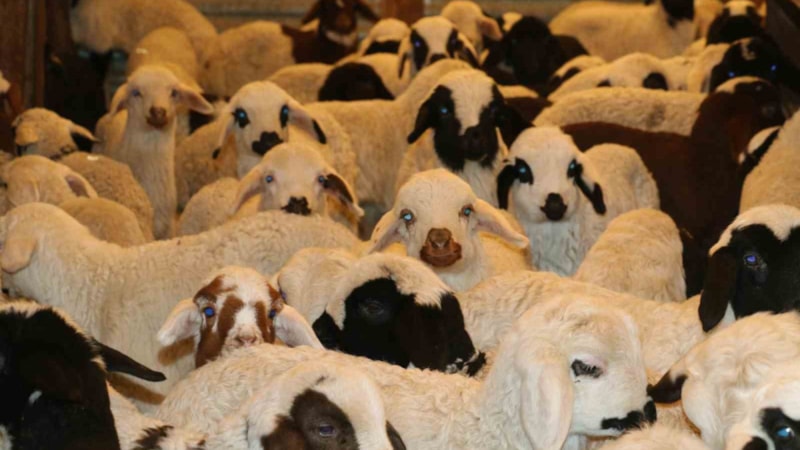 Ülke genelinde SAT-2 tipi şap virüsü alarmı! Hayvan pazarları kapatıldı..