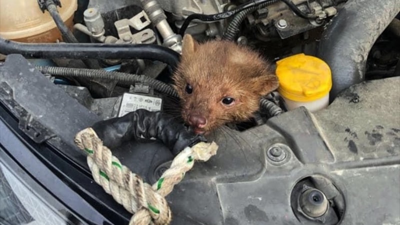 Sinop'ta aracın motorundan sansar çıkarıldı