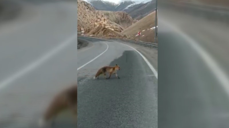 Bayburt'ta aç tilkiyi gören vatandaş elleriyle yemek yedirdi
