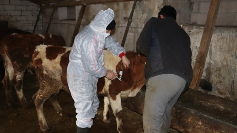 Ağrı'da 400 bin büyükbaş için şap aşısı seferberliği