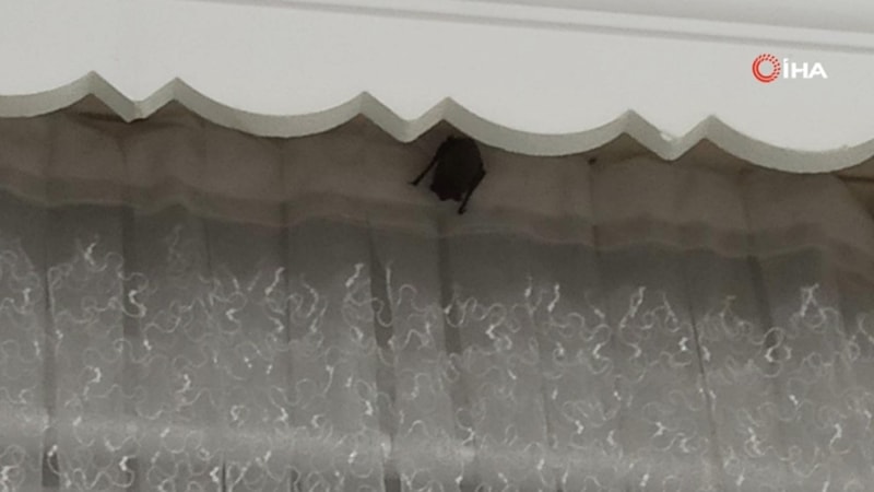 Iğdır'da yarasa iki çocuğun kulağını ısırdı