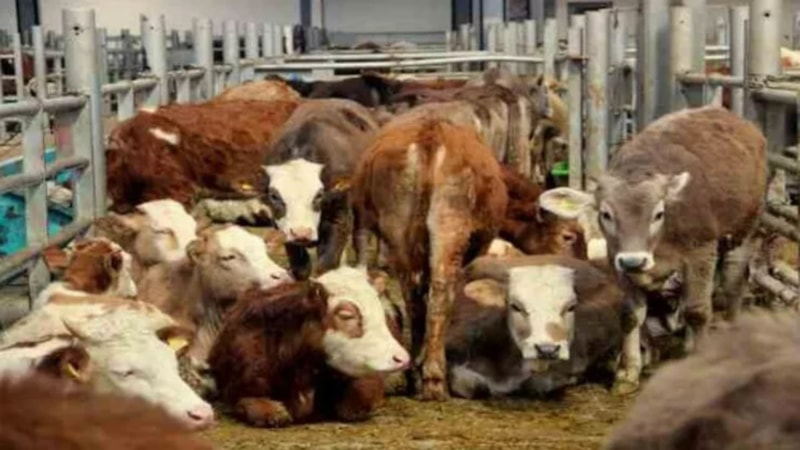 Şap hastalığı hangi illerde ve bölgelerde görüldü? Köyler bir bir karantinaya alındı!