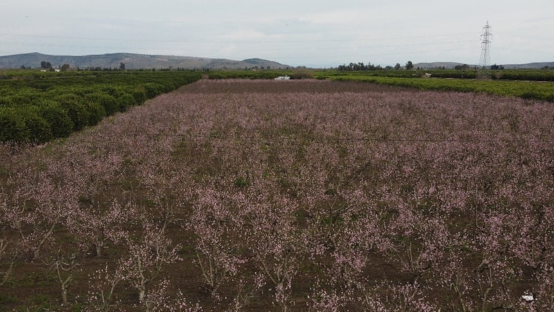 Çukurova'da görsel şölen