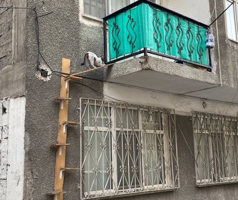 Karabük'te kediler için ahşap merdiven yaptırdı
