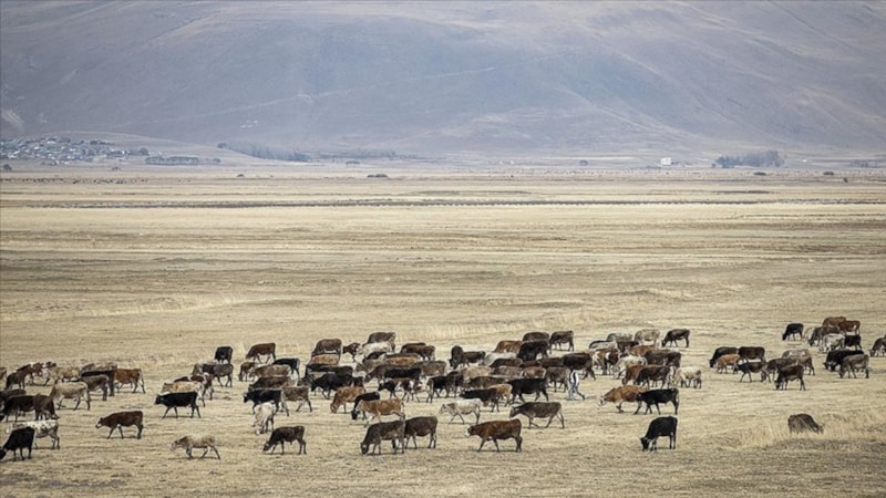 Türkiye'deki hayvancılık sayıca AB'yi geçti