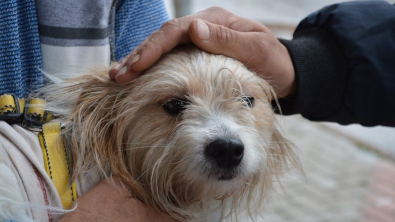 Muğla’da çalınan köpek, mikroçip sayesinde Elazığ’da bulundu