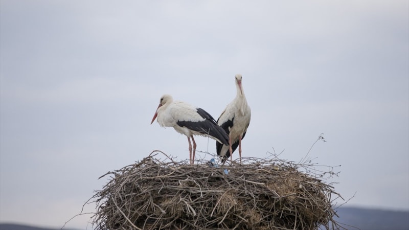 İlkbahar geldi! Leylekler, Tunceli'ye geri dönmeye başladı