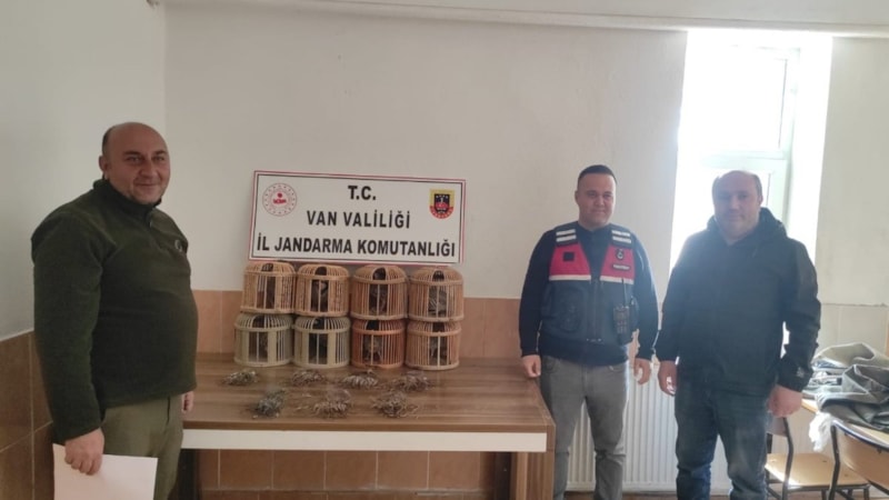 Van'da kafes avcılığı! 8 kınalı keklik ve kafeslere el konuldu