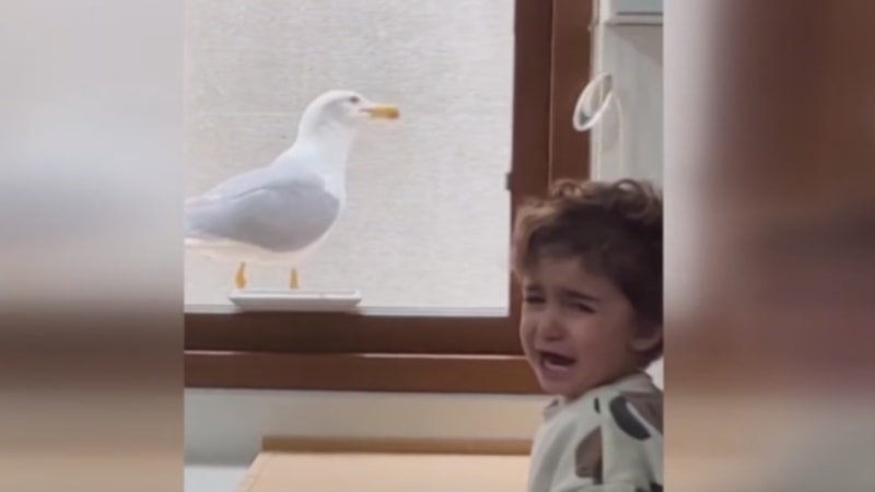 Gülsek mi ağlasak mı bilemedik! Yumurtasını pencere önüne koydu... Martı öyle bir şey yaptı ki!