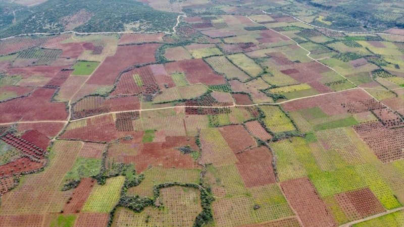 Hataylı çiftçiler, bahçe bakımı için geri dönüyor