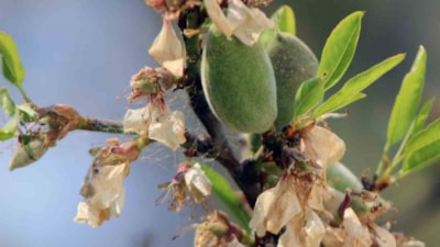 Muğla'da çağlanın kilosu 100 liradan tezgaha indi