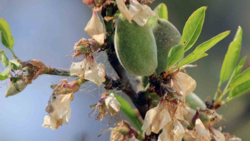 Muğla'da çağlanın kilosu 100 liradan tezgaha indi