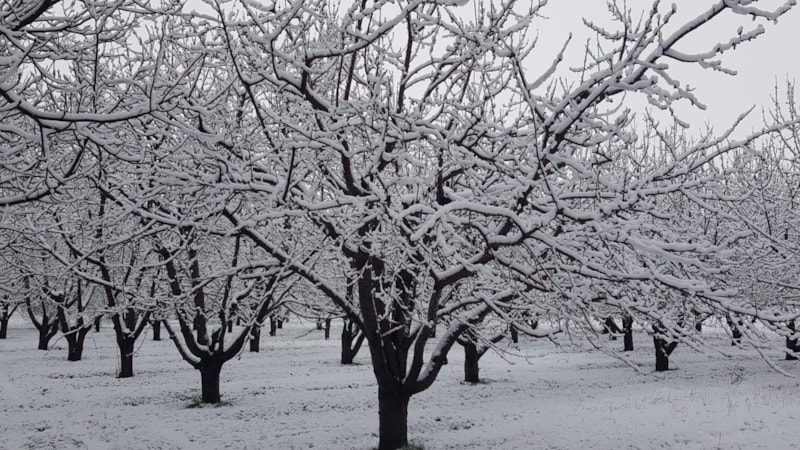 Uşak'ta kar yağışı! Meyve ağaçları etkilendi