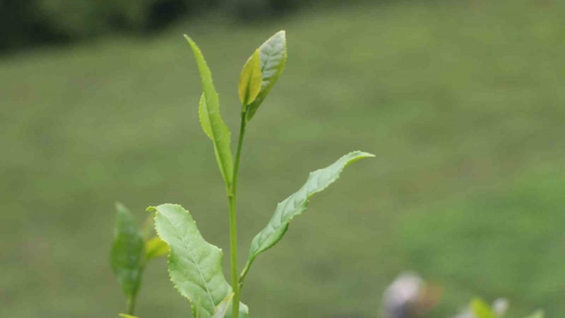 Rize'de 30 bin çay üreticisine 26 milyonluk ek destek