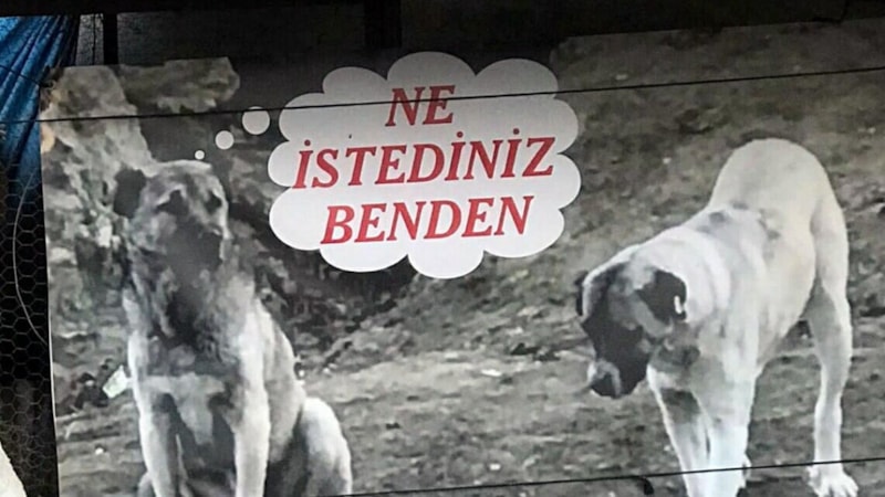 Manisa'da köpeğin zehirlenerek öldürülmesine pankartlı tepki