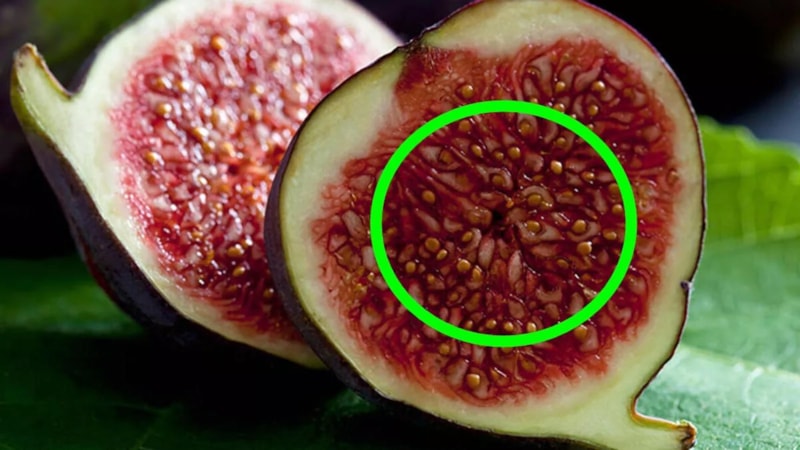 İncir yerken dikkat: Yemeden önce bir kez daha düşünün! Meğer içerisinde ölü arılar ve larvalar…