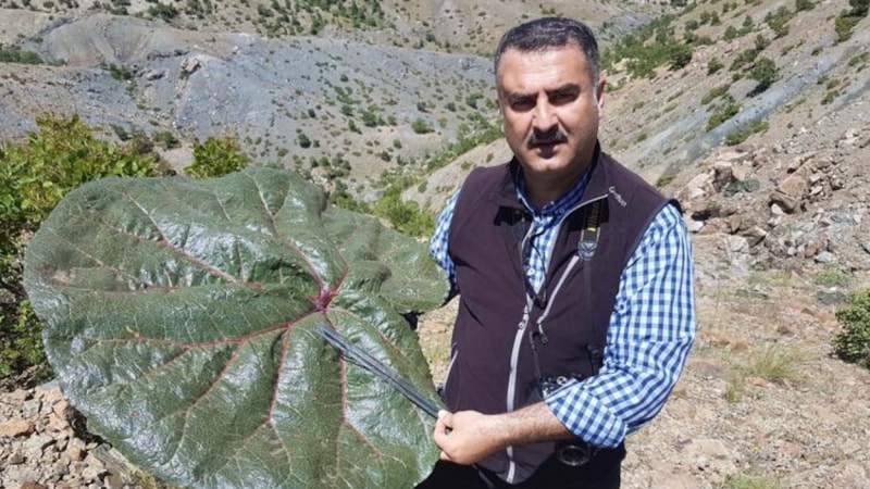 Adıyaman’da yeni ada çayı türü keşfedildi