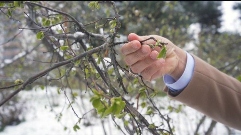 Giresun'da fındık zirai tonu teğet geçti