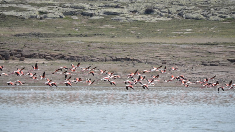 Filamingolar, kuluçka dönemi için Tuz Gölü'nde