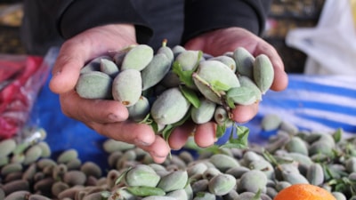 Aydın'da çağla bademi tezgaha indi