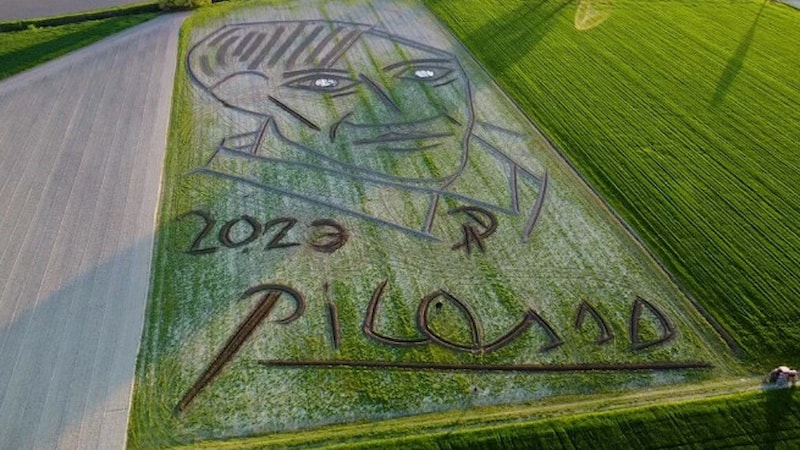 İtalyan sanatçıdan tarlaya dev Picasso tablosu
