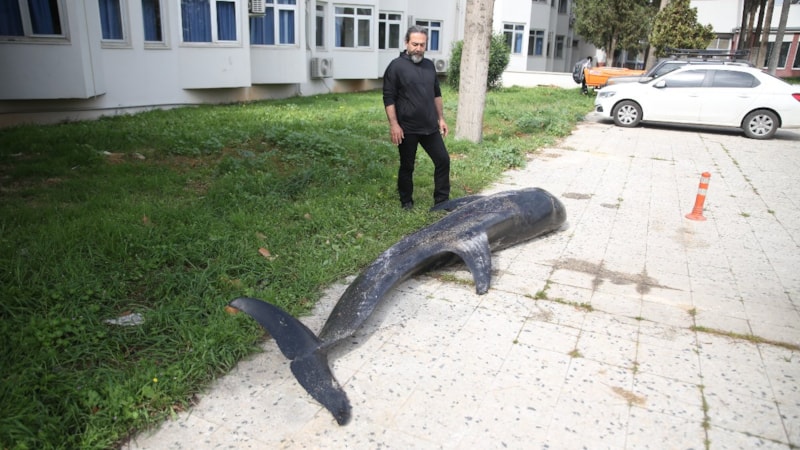 Mersin'de dev yunus karaya vurdu