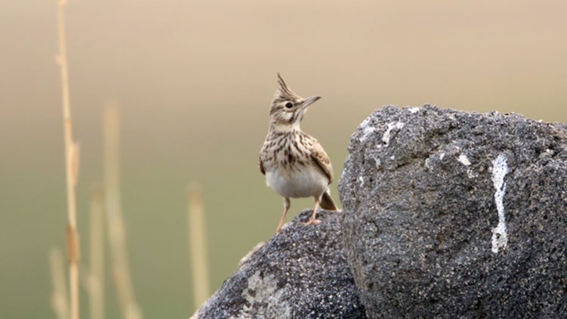 Ağrı Dağı'nın kuzeyinde 200 kuş türü tespit edildi