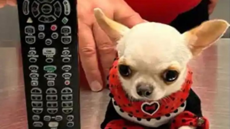 Dünyanın en kısa köpeği: 9.14 cm ile rekorlar kitabına girdi