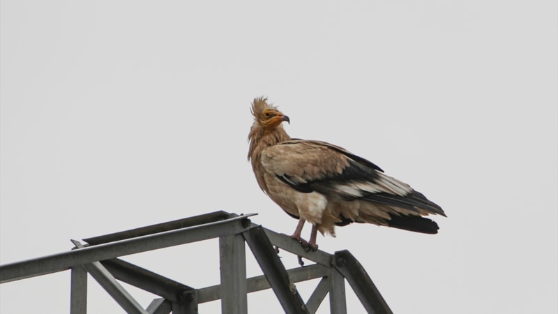 Göçten dönen küçük akbabalar Iğdır'a yerleşti
