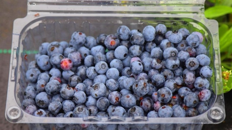 Ordu’daki mavi yemiş alanları artırılıyor