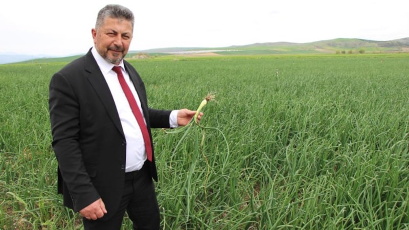 Amasya'da ekilen soğanlar Mayıs sonu toplanacak