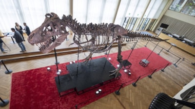 T-Rex cinsi dinozor iskeleti 6,2 milyon dolara satıldı