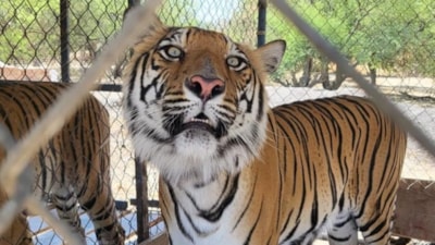 Meksika’da vahşi hayvan baskını