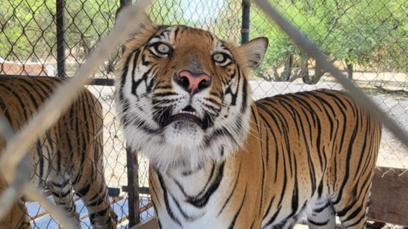 Meksika’da vahşi hayvan baskını