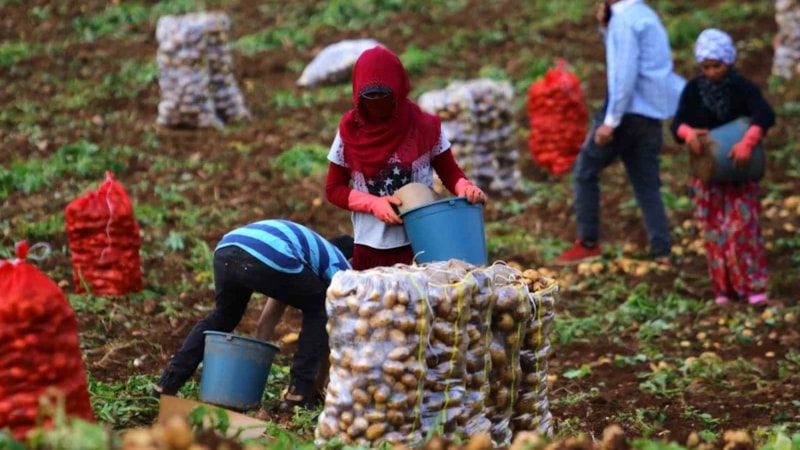Adana'da erkenci patates hasadı başladı! Fiyatların düşmesi bekleniyor