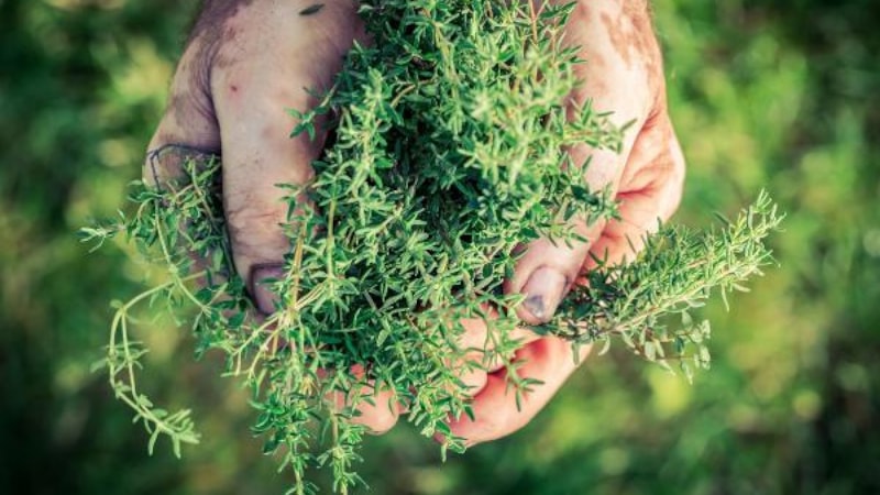 Sertifikalı hububat tohumunun üretim hedefi 223 bin ton oldu