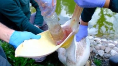 Kocaeli Ormanya'da bulunan bir pelikanın midesinden pet şişe çıktı