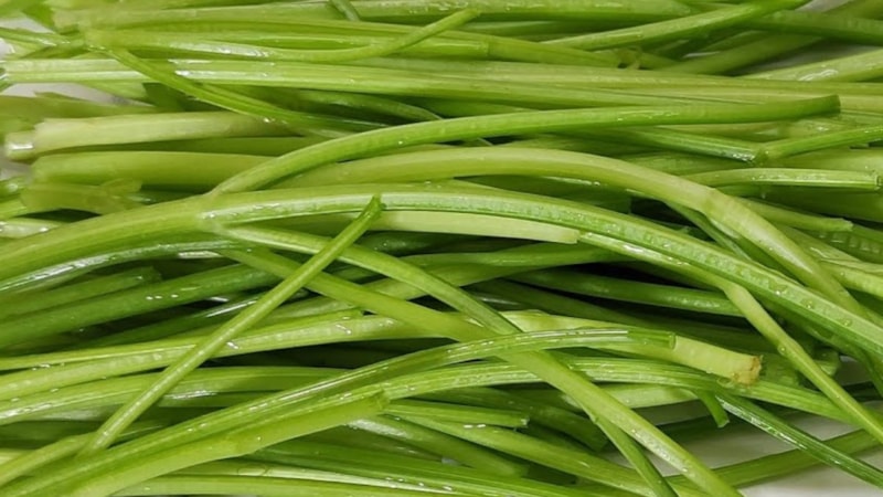 Saplarını kaynatan doktor yüzü görmüyor! Ömürlük şifa kaynağı...