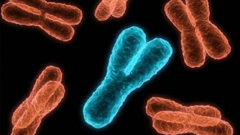 Bilim insanları çözmeye çalışıyor! Y kromozomu yok olunca erkeklere ne olacak?