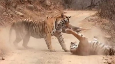 Erkek kaplanla dişi kaplanın av kavgası