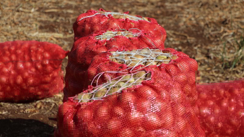 Soğan muhalefetin elinde patladı: Tarlada 4 liraya kadar düştü