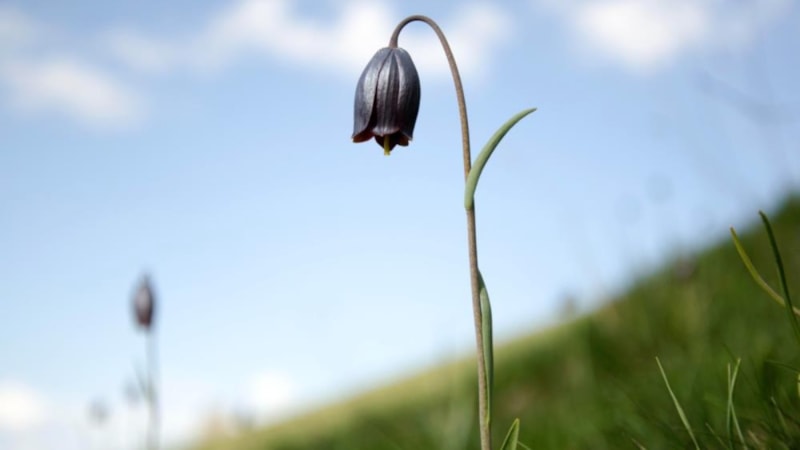 Palandöken Dağı'nda Kaf Laleleri açtı, gören hayran kaldı