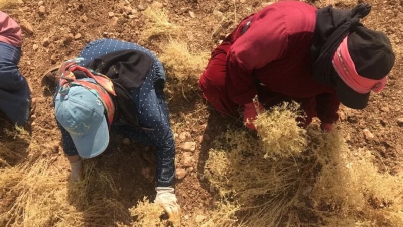 Şanlıurfa'da kırmızı mercimek üretiminde yüksek rekolte bekleniyor