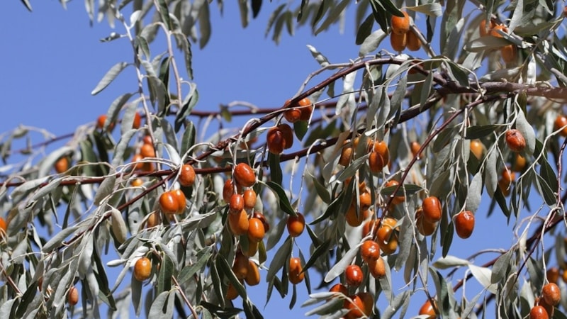 Resmen şifa deposu... Faydalarını gören şaşıp kalıyor! Böbrek ve kemik hastalıklarını anında söküp atıyor
