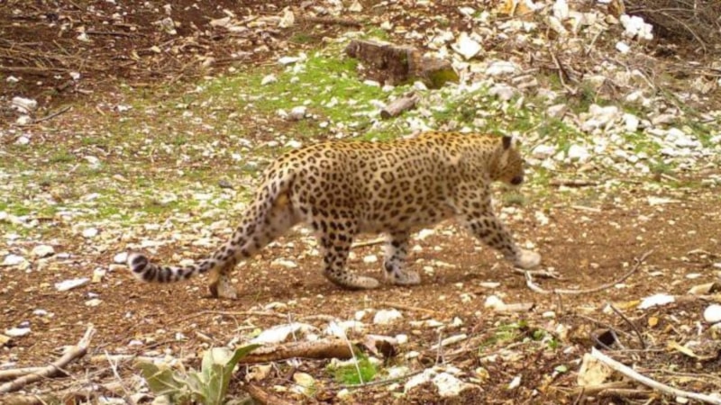 Türkiye'de Anadolu Parsı aramaları başladı