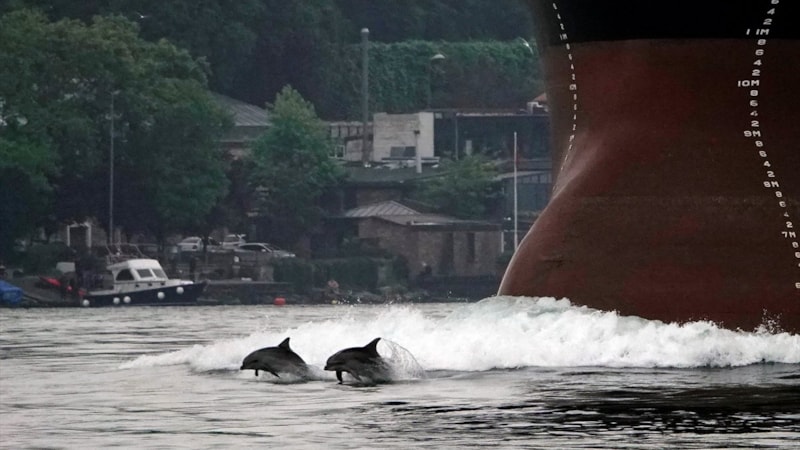 Yunuslardan İstanbul Boğazı’nda görsel şölen