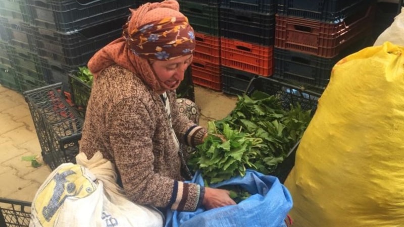 Manisa Sarıgöl'de taze yaprak alım sezonu başladı