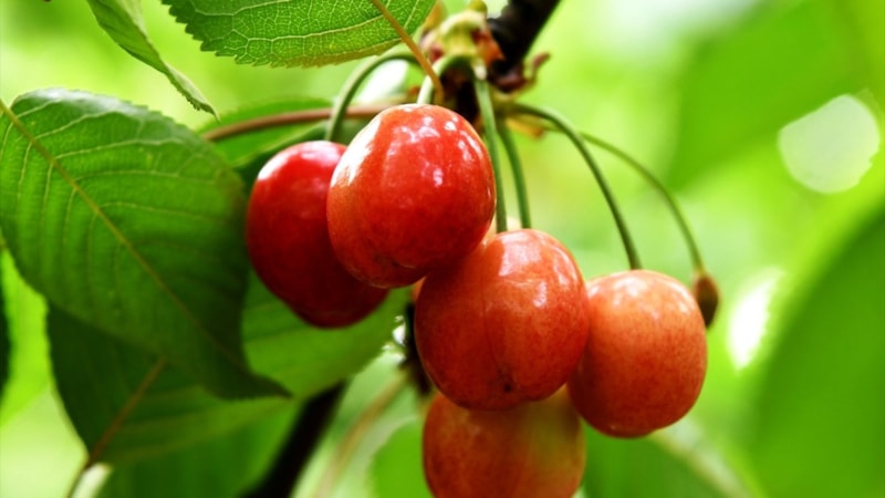 Lapseki Kirazı'nda hasat ay sonunda başlıyor