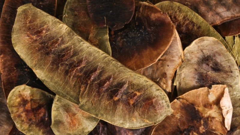 Yağ yakan ot diye biliniyor! Her gün 1 bardak içen eritiyor...