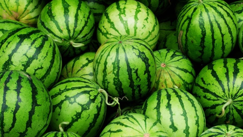 Cinsiyetine göre seçin! İşte erkek ve dişi karpuzun farkı